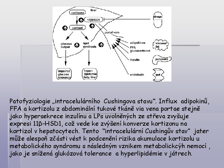 Patofyziologie „intracelulárního Cushingova stavu“. Influx adipokinů, FFA a kortizolu z abdominální tukové tkáně via