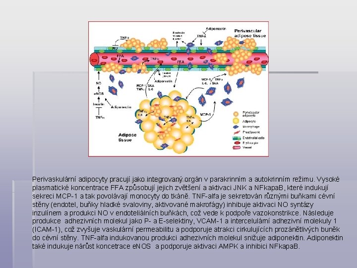 Perivaskulární adipocyty pracují jako integrovaný orgán v parakrinním a autokrinním režimu. Vysoké plasmatické koncentrace