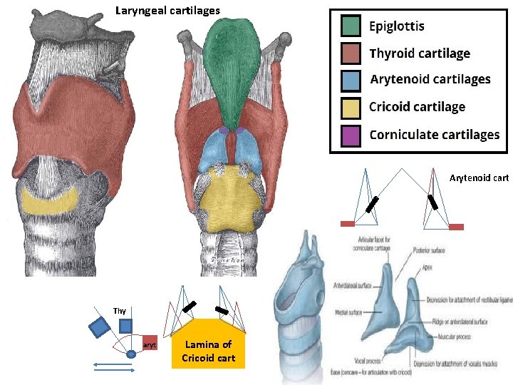 Laryngeal cartilages Arytenoid cart Thy aryt Lamina of Cricoid cart 