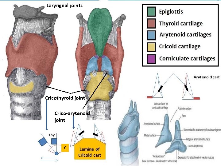 Laryngeal joints Cricothyroid joint Crico-arytenoid joint C 