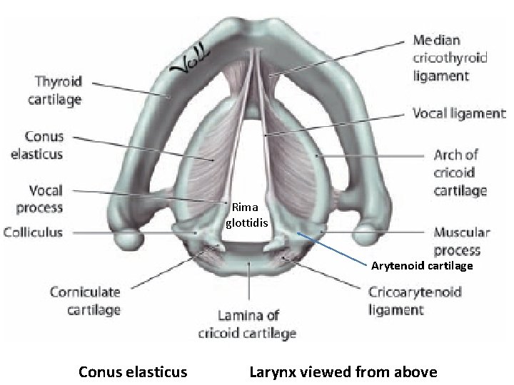 Rima glottidis Arytenoid cartilage Conus elasticus Larynx viewed from above 