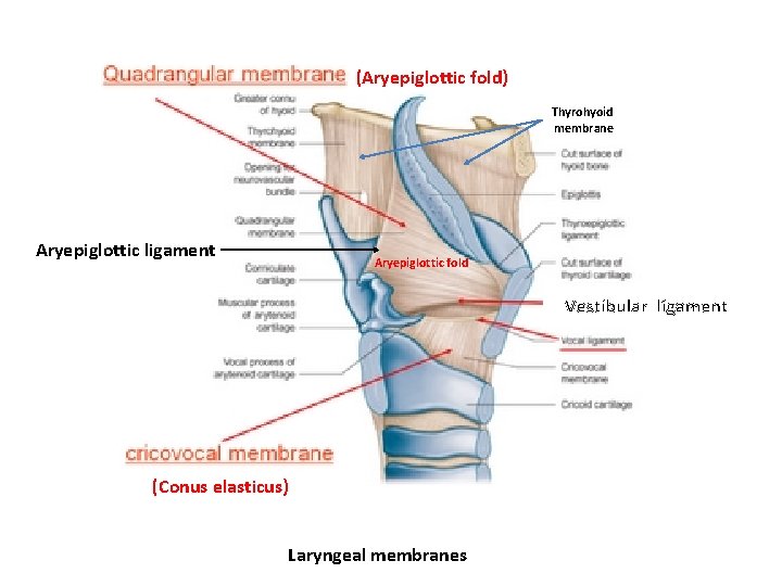 (Aryepiglottic fold) Thyrohyoid membrane Aryepiglottic ligament Aryepiglottic fold Vestibular ligament (Conus elasticus) Laryngeal membranes
