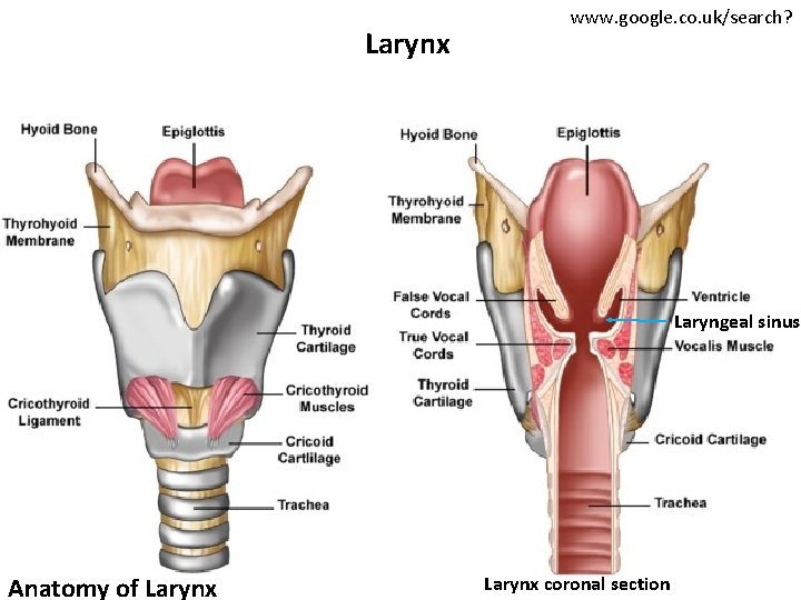 Larynx www. google. co. uk/search? Laryngeal sinus Anatomy of Larynx coronal section 