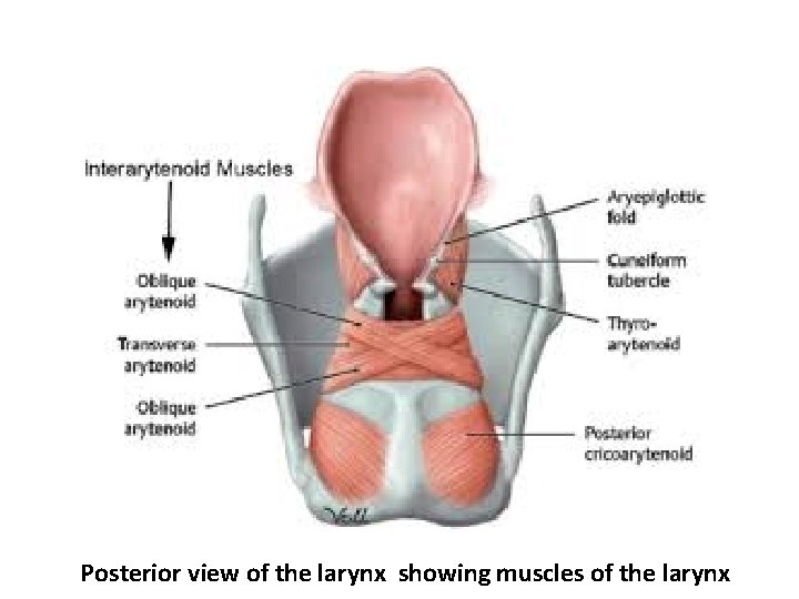 Posterior view of the larynx showing muscles of the larynx 