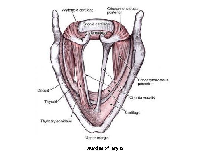 Muscles of larynx 