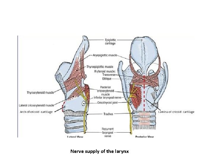 Nerve supply of the larynx 