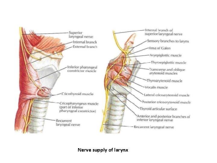 Nerve supply of larynx 