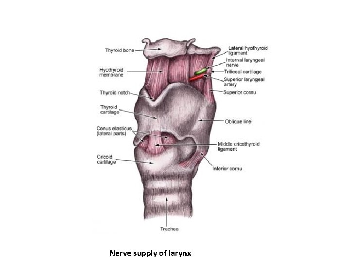 Nerve supply of larynx 