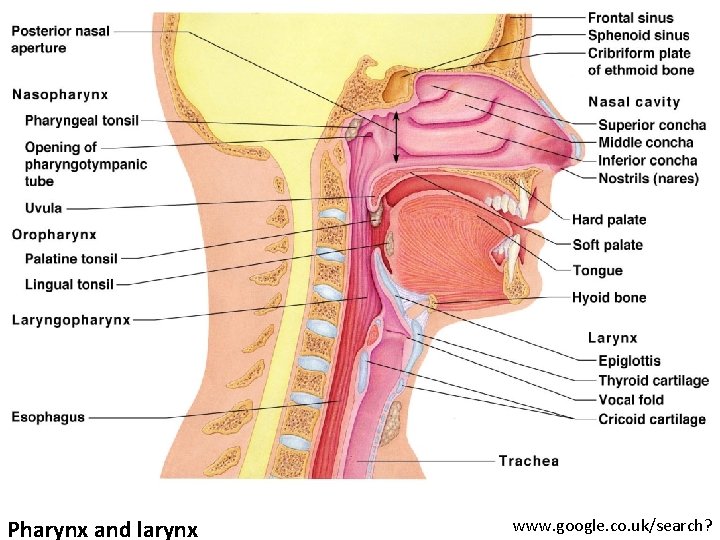 Pharynx and larynx www. google. co. uk/search? 