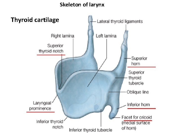 Skeleton of larynx Thyroid cartilage 