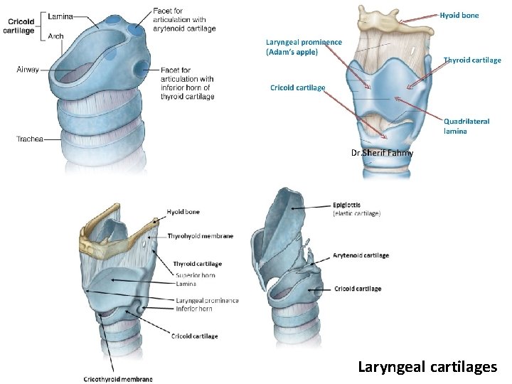 Laryngeal cartilages 