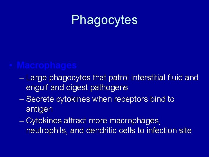Phagocytes • Macrophages – Large phagocytes that patrol interstitial fluid and engulf and digest