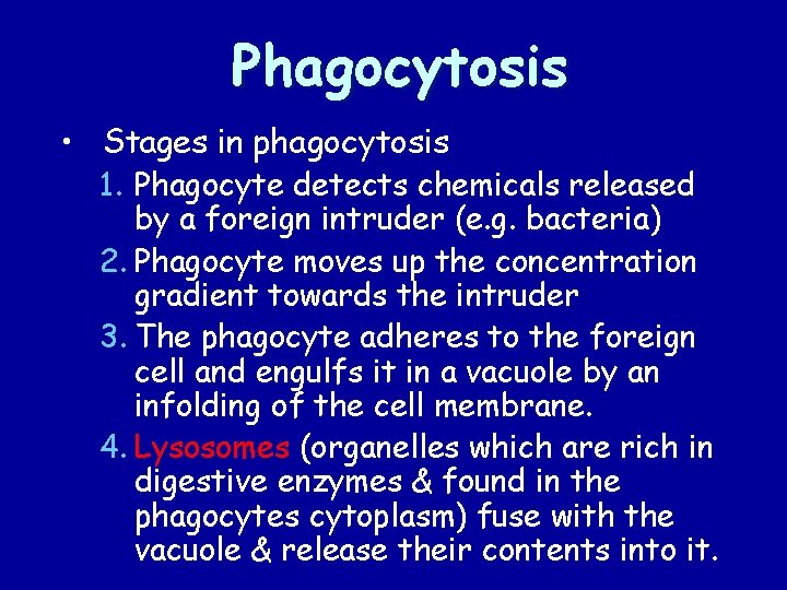 Phagocytosis • Stages in phagocytosis 1. Phagocyte detects chemicals released by a foreign intruder