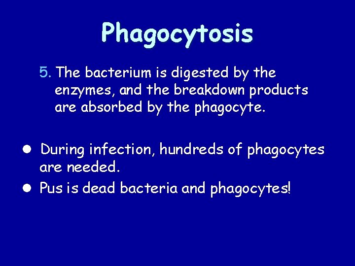 Phagocytosis 5. The bacterium is digested by the enzymes, and the breakdown products are