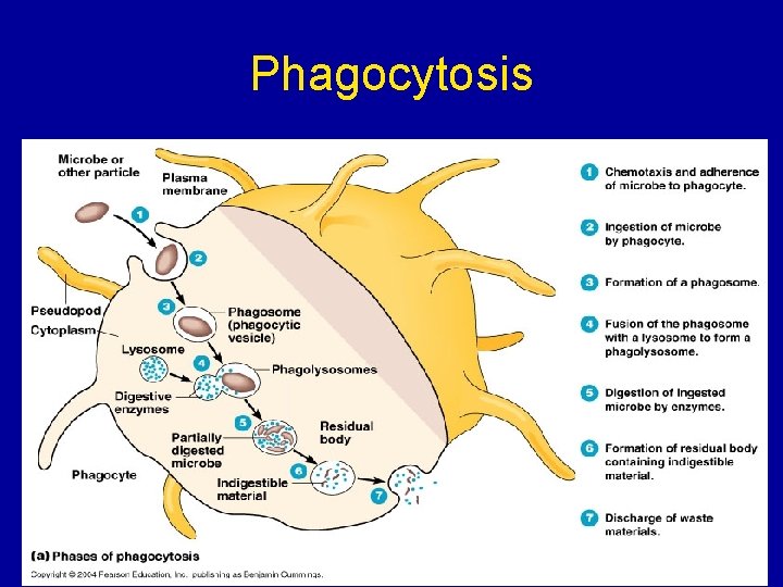 Phagocytosis 