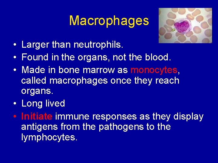 Macrophages • Larger than neutrophils. • Found in the organs, not the blood. •