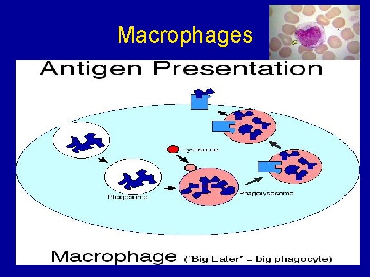 Macrophages 