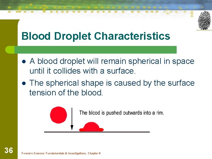 Blood Droplet Characteristics l l 36 A blood droplet will remain spherical in space