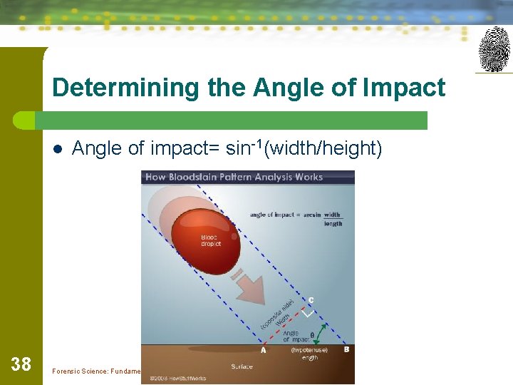 Determining the Angle of Impact l 38 Angle of impact= sin-1(width/height) Forensic Science: Fundamentals