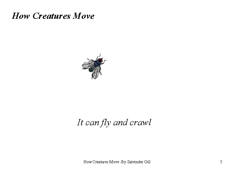 How Creatures Move It can fly and crawl How Creatures Move -By Satvinder Gill