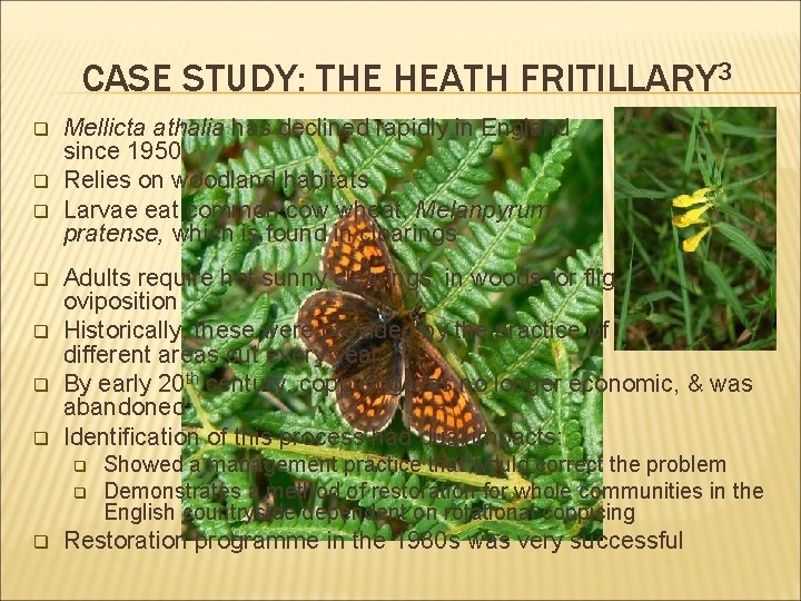 CASE STUDY: THE HEATH FRITILLARY 3 q q q q Mellicta athalia has declined