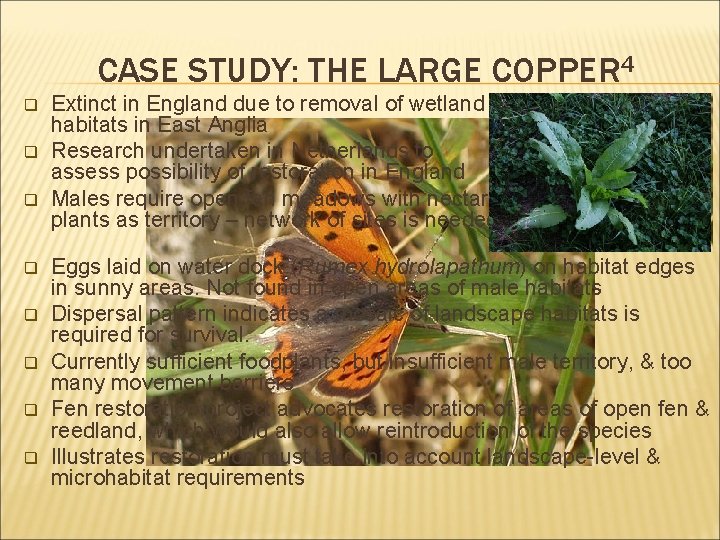 CASE STUDY: THE LARGE COPPER 4 q q q q Extinct in England due