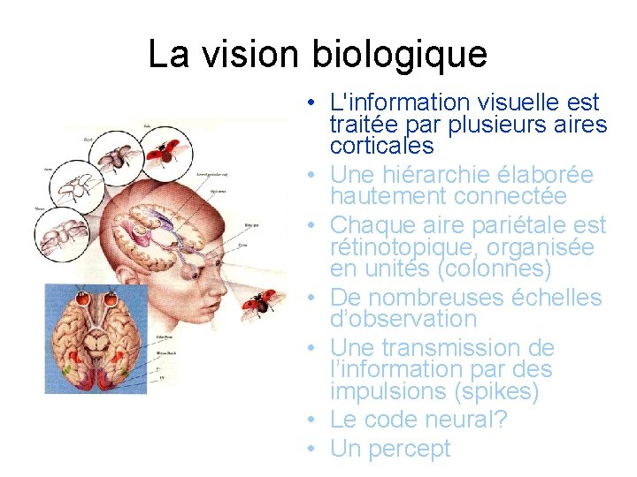 La vision biologique • L'information visuelle est traitée par plusieurs aires corticales • Une