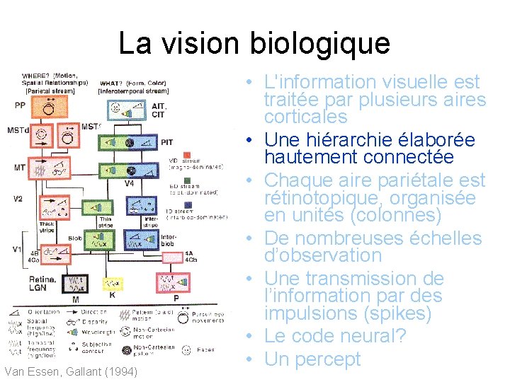 La vision biologique Van Essen, Gallant (1994) • L'information visuelle est traitée par plusieurs