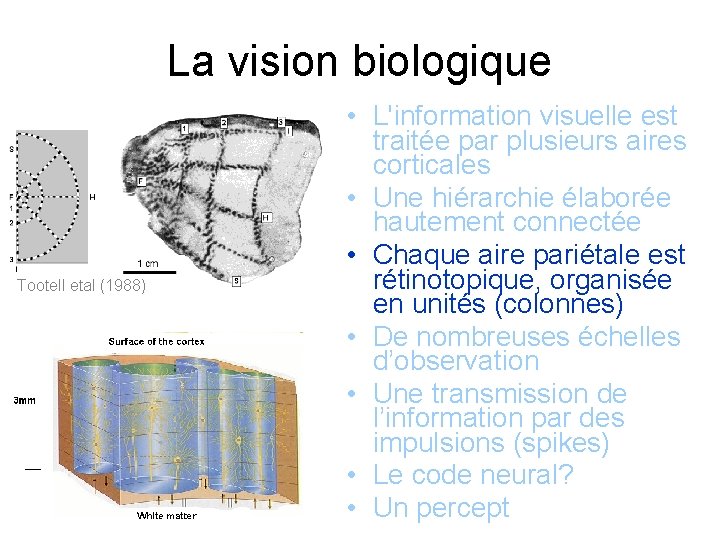 La vision biologique Tootell etal (1988) • L'information visuelle est traitée par plusieurs aires
