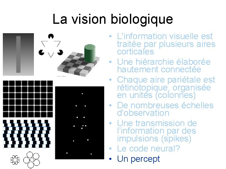 La vision biologique • L'information visuelle est traitée par plusieurs aires corticales • Une