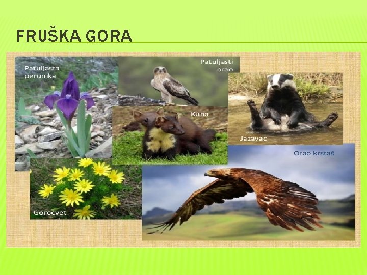 FRUŠKA GORA 