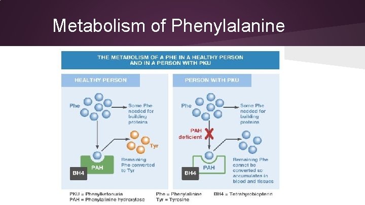 Metabolism of Phenylalanine 
