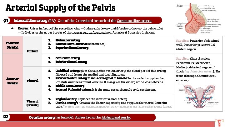 Arterial Supply of the Pelvis 01 Internal iliac artery (IIA): One of the 2