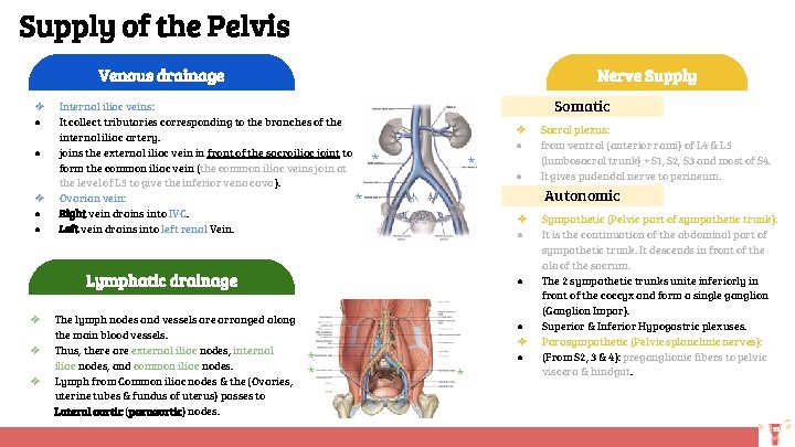 Supply of the Pelvis Venous drainage ❖ ● ● Nerve Supply Internal iliac veins: