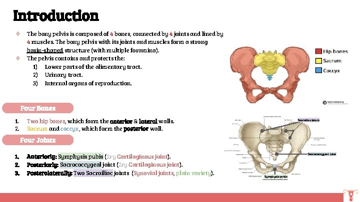 Introduction ❖ ❖ The bony pelvis is composed of 4 bones, connected by 4