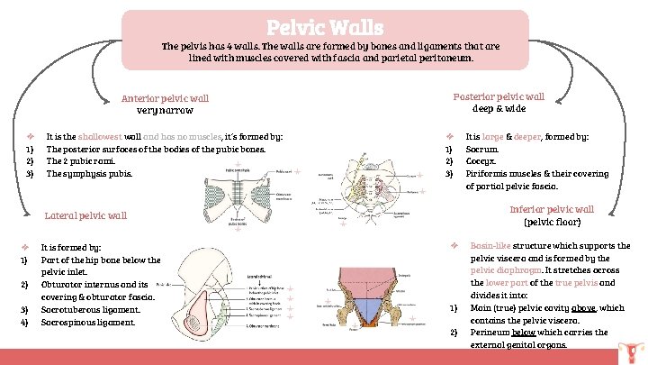 Pelvic Walls The pelvis has 4 walls. The walls are formed by bones and