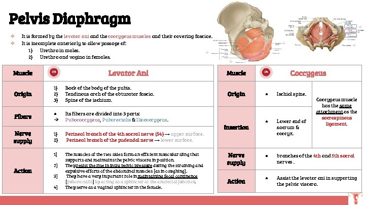 Pelvis Diaphragm ❖ ❖ It is formed by the levator ani and the coccygeus