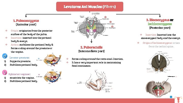 Levatores Ani Muscles (Fibers) ❷ 1. Pubococcygeus (Anterior part) ❖ ❖ ❖ 1) 2)