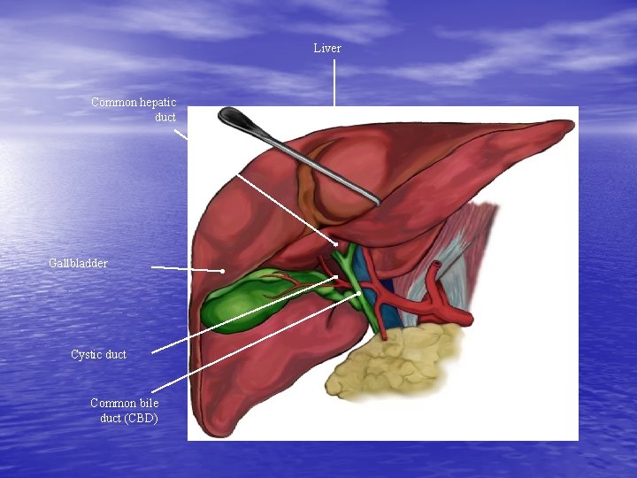 Liver Common hepatic duct Gallbladder Cystic duct Common bile duct (CBD) 