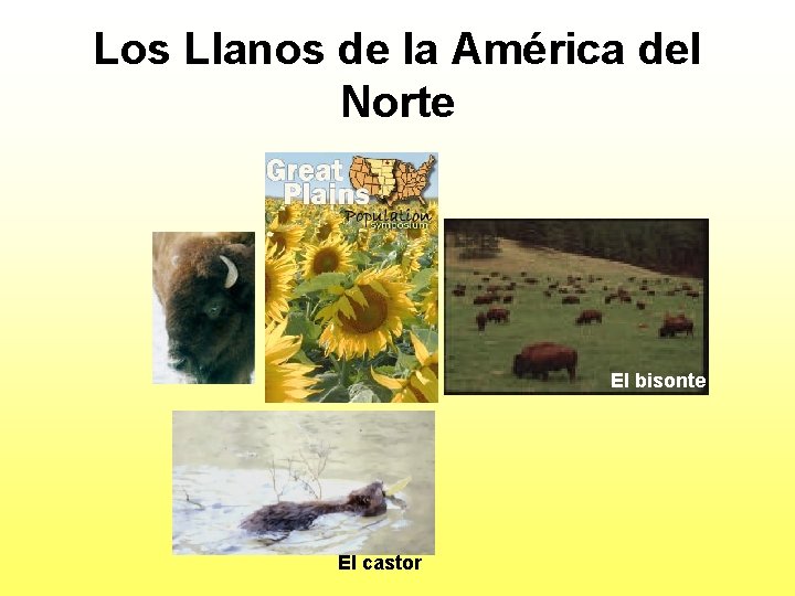 Los Llanos de la América del Norte El bisonte El castor 