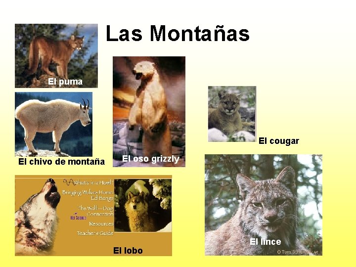 Las Montañas El puma El cougar El chivo de montaña El oso grizzly El