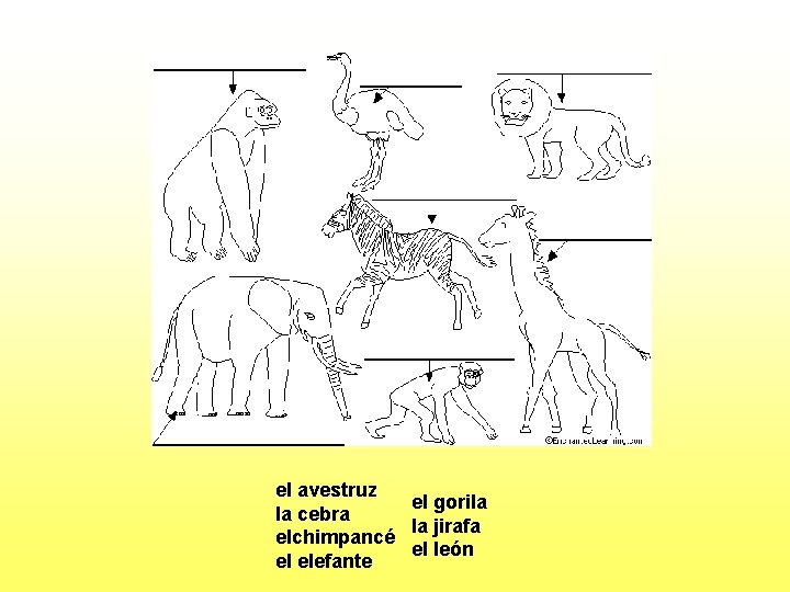 el avestruz el gorila la cebra la jirafa elchimpancé el león el elefante 