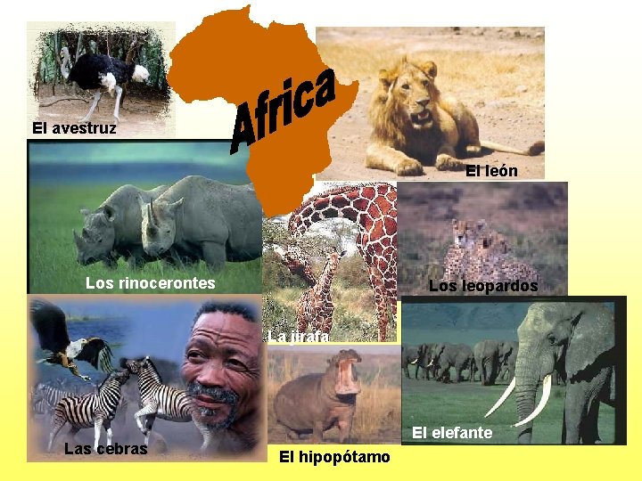 El avestruz El león Los rinocerontes Los leopardos La jirafa Las cebras El elefante