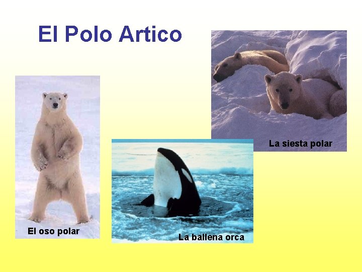 El Polo Artico La siesta polar El oso polar La ballena orca 