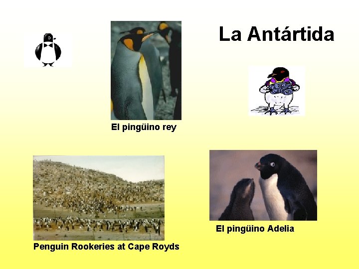 La Antártida El pingüino rey El pingüino Adelia Penguin Rookeries at Cape Royds 