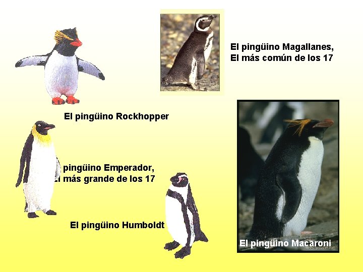 El pingüino Magallanes, El más común de los 17 El pingüino Rockhopper El pingüino