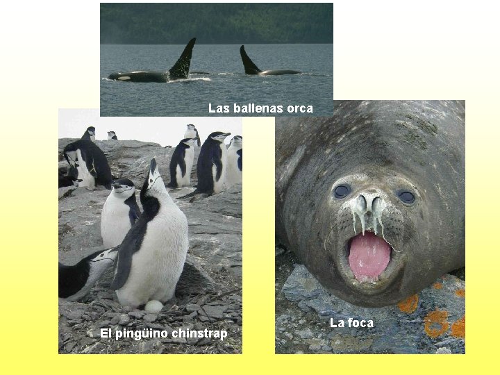 Las ballenas orca El pingüino chinstrap La foca 