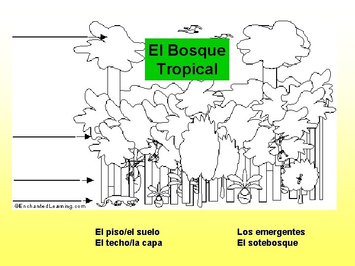 El Bosque Tropical El piso/el suelo El techo/la capa Los emergentes El sotebosque 