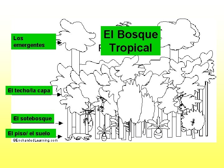 Los emergentes El techo/la capa El sotebosque El piso/ el suelo El Bosque Tropical