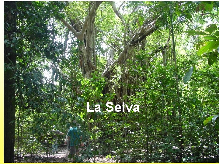 La Selva 
